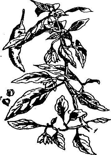Hình 286. R₁=h - Capsicum annuum
