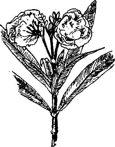 Hình 461. Cây trúc đào - Nerium oleander