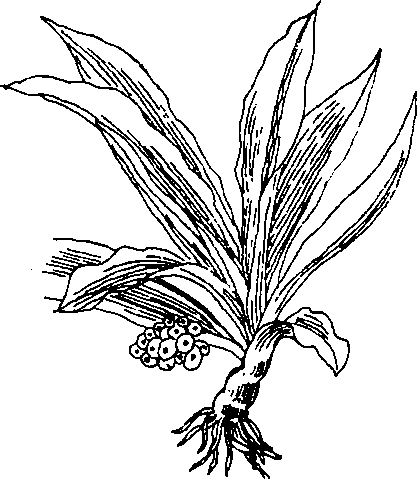 Hình 462. Vạn niên thanh - Rhodea japonica
