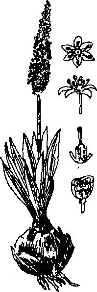 Hình 463. Hành biển - Scilla maritima