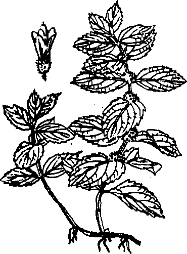 Hình 464. Bạc hà - Mentha arvensis