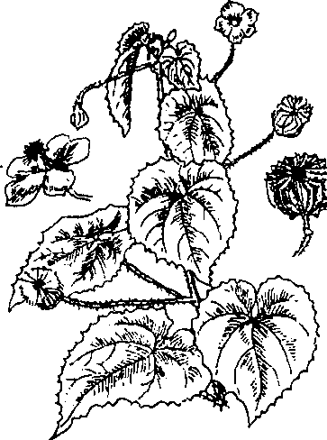 Hình 468. Cây cối xay - Abutilon indicum
