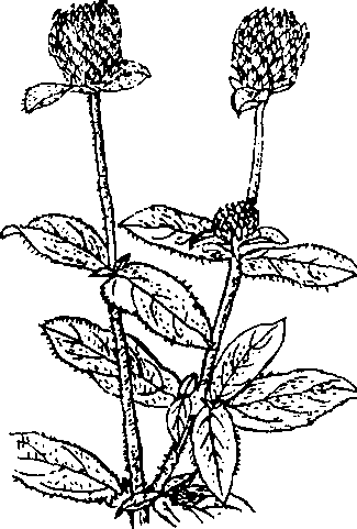 Hình 469. Cây cúc bách nhật - Gomphrena globosa