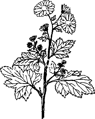 Hình 470. Cúc hoa - Chrysanthemum sinense