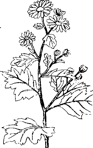 Hình 471. Cúc hoa - Chrysanthemum sinense