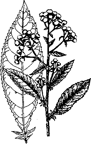 Hình 472. Cúc hoa - Chrysanthemum sinense