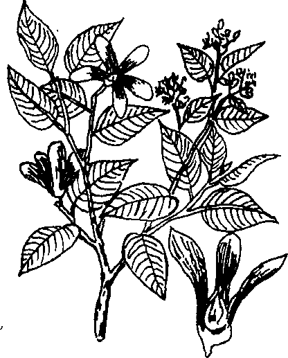 Hình 473. Cúc hoa - Chrysanthemum sinense