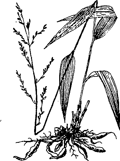 Hình 474. Cúc hoa - Chrysanthemum sinense