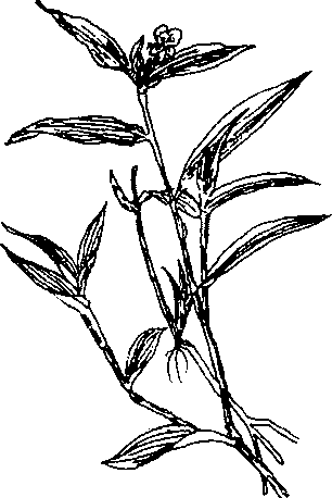 Hình 475. Cúc hoa - Chrysanthemum sinense