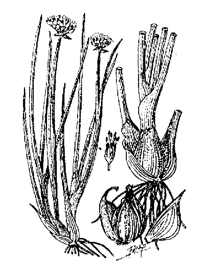 Hình 476. Cúc hoa - Chrysanthemum sinense