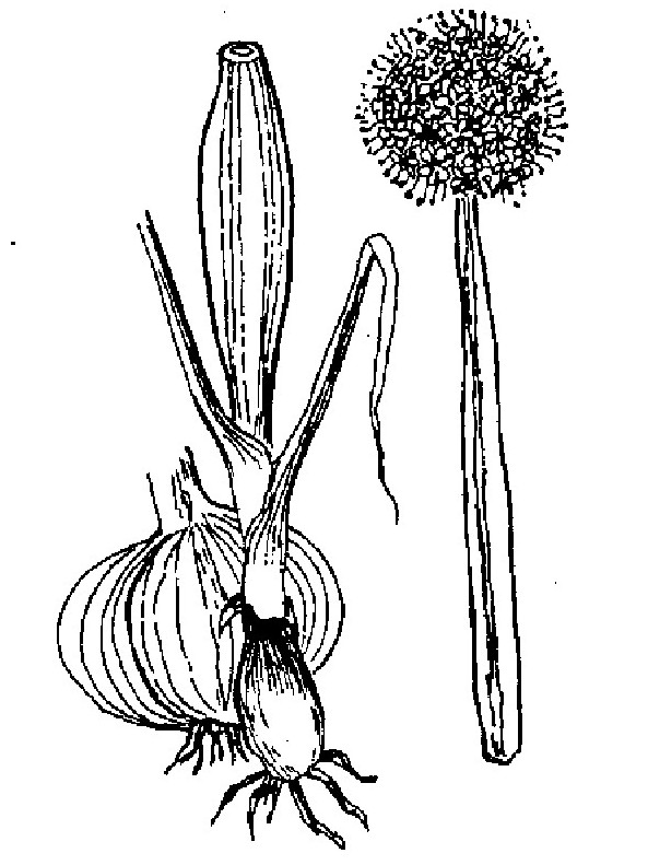 Hình 477. Cúc hoa - Chrysanthemum sinense