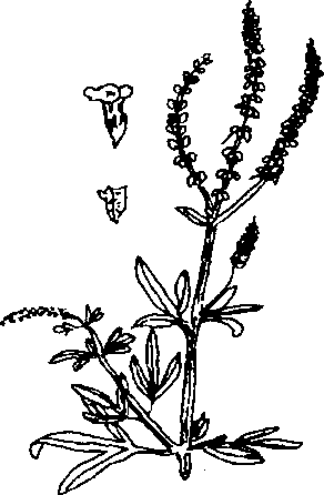 Hình 478. Cúc hoa - Chrysanthemum sinense