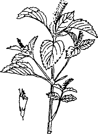 Hình 479. Cúc hoa - Chrysanthemum sinense