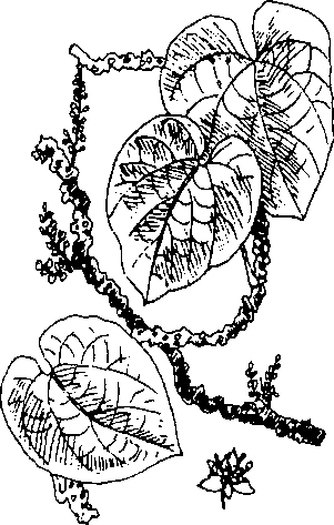 Hình 480. Cúc hoa - Chrysanthemum sinense
