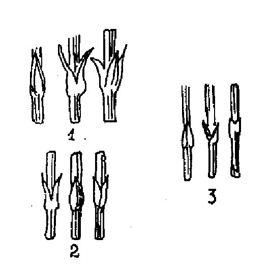 Hình 482. Cúc hoa - Chrysanthemum sinense