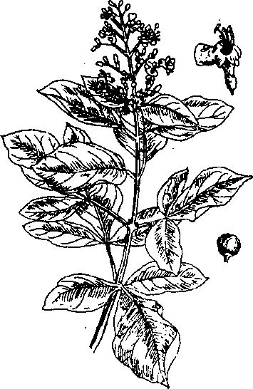 Hình 483. Cúc hoa - Chrysanthemum sinense