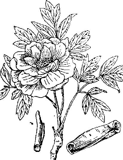 Hình 485. Cúc hoa - Chrysanthemum sinense