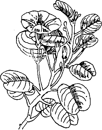 Hình 486. Muống biển - Ipomoea biloba