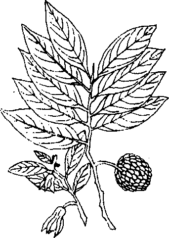 Hình 487. Muống biển - Ipomoea biloba