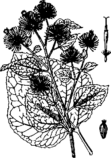 Hình 488. Muống biển - Ipomoea biloba