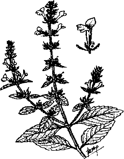 Hình 489. Muống biển - Ipomoea biloba