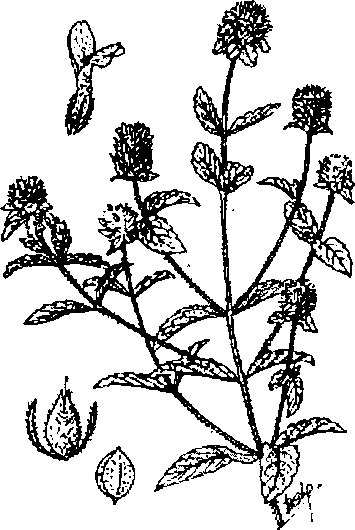 Hình 490. Muống biển - Ipomoea biloba