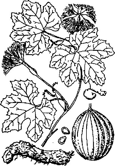 Hình 491. Muống biển - Ipomoea biloba