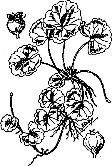 Hình 492. Muống biển - Ipomoea biloba