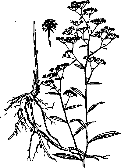 Hình 493. Muống biển - Ipomoea biloba