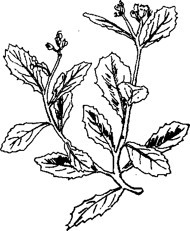 Hình 494. Muống biển - Ipomoea biloba