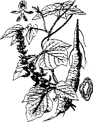 Hình 495. Muống biển - Ipomoea biloba