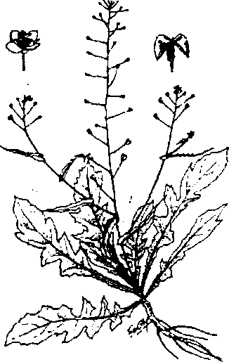 Hình 496. Muống biển - Ipomoea biloba