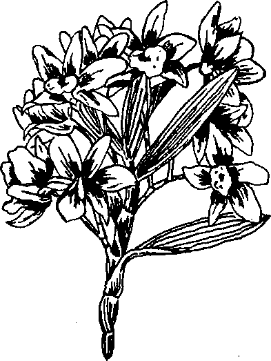 Hình 497. Muống biển - Ipomoea biloba