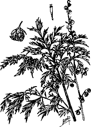 Hình 498. Muống biển - Ipomoea biloba