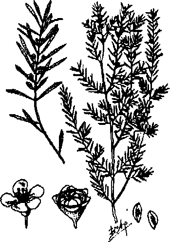 Hình 499. Cây chổi xuể - Baeckea frutescens