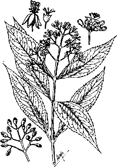 Hình 500. Thường sơn - Dichroa febrifuga
