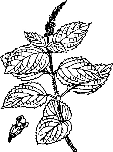Hình 501. Thường sơn - Dichroa febrifuga