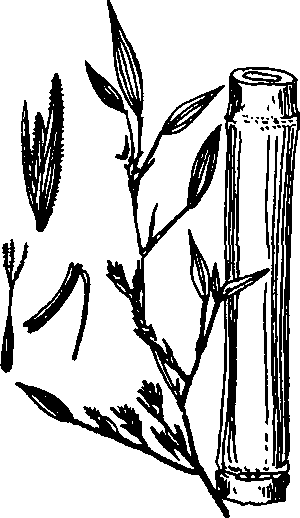 Hình 503. Thường sơn - Dichroa febrifuga