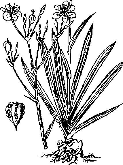 Hình 505. Thường sơn - Dichroa febrifuga