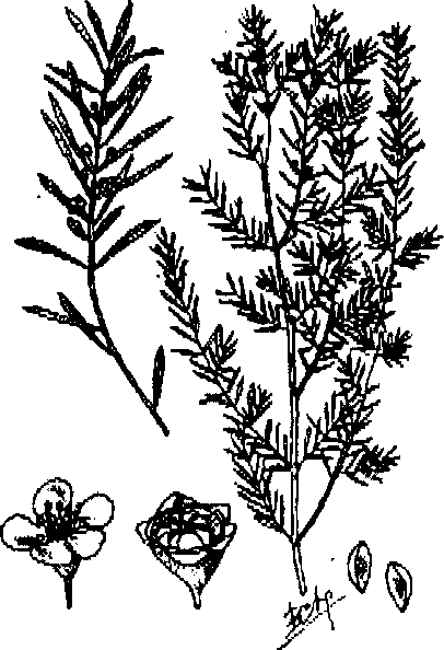 Hình 506. Xuyên khung - Ligusticum wallichii