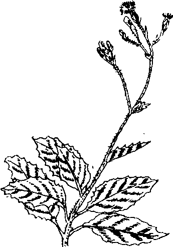 Hình 507. Bầu đất - Gynura sarmentosa
