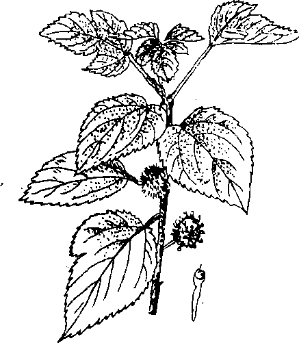 Hình 508. Bầu đất - Gynura sarmentosa