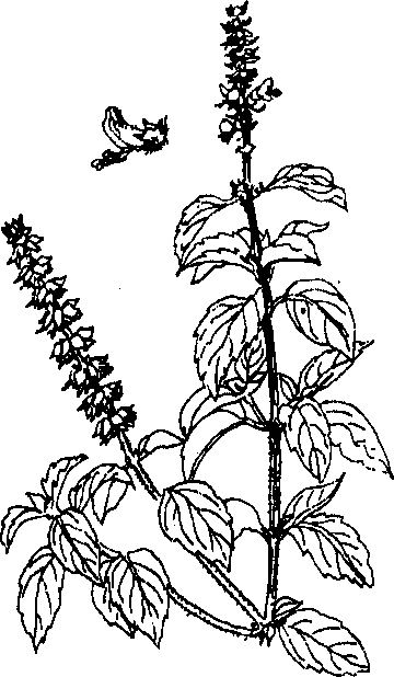 Hình 509. Bầu đất - Gynura sarmentosa