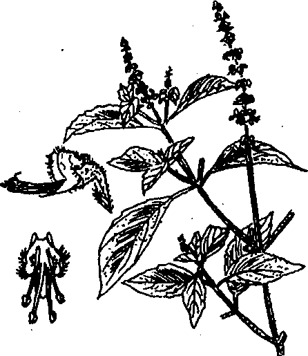 Hình 510. Bầu đất - Gynura sarmentosa