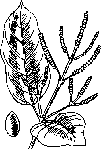 Hình 511. Bầu đất - Gynura sarmentosa