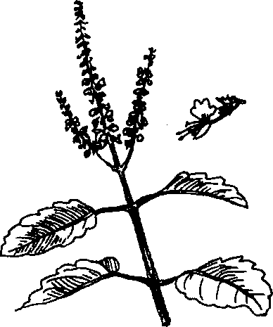 Hình 512. Bầu đất - Gynura sarmentosa