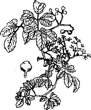 Hình 517. Dây quai bị - Tetrastigma strumarium