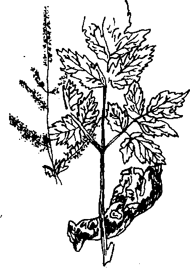 Hình 518. Dây quai bị - Tetrastigma strumarium