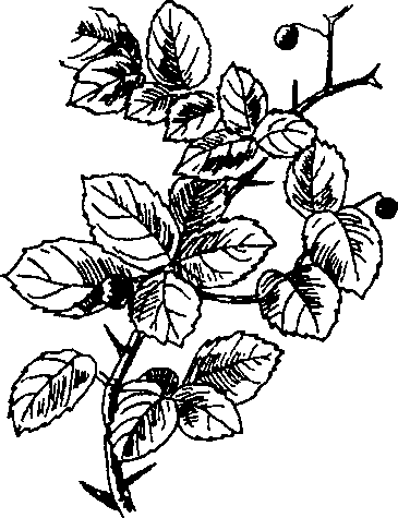 Hình 519. Dây quai bị - Tetrastigma strumarium