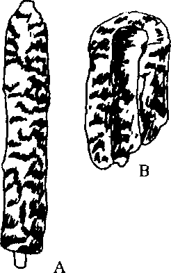 Hình 520. Thường sơn - Dichroa febrifuga